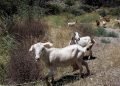 Görögország „kecskepestis” miatti küzdelme fenyegeti a feta sajtot
